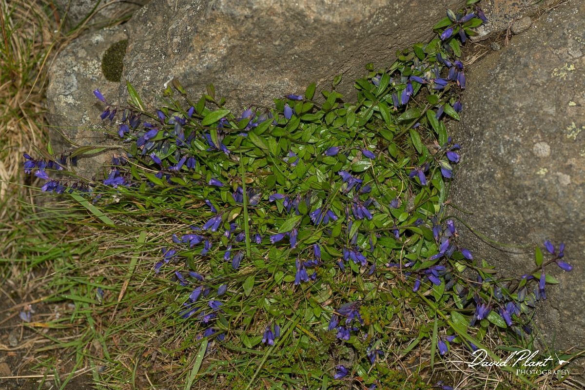 David Plant Photography - Wildlife Photography - Common milkwort - C.jpg - Common milkwort - Perthshire