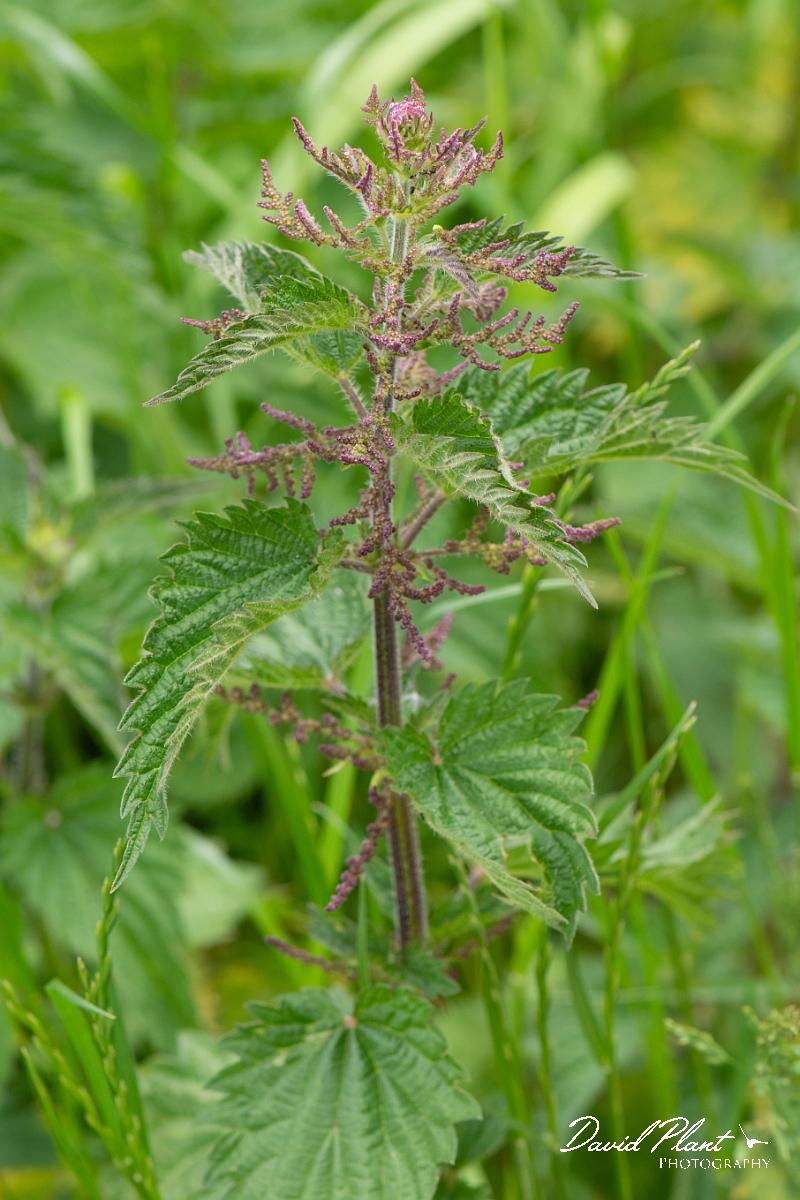 David Plant Photography - Wildlife Photography - Common nettle - A.JPG - Common nettle - Cambridgeshire