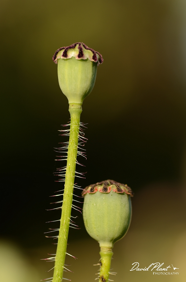 David Plant Photography - Wildlife Photography - Common poppy - B.jpg - Common poppy seed pods - Cotswolds