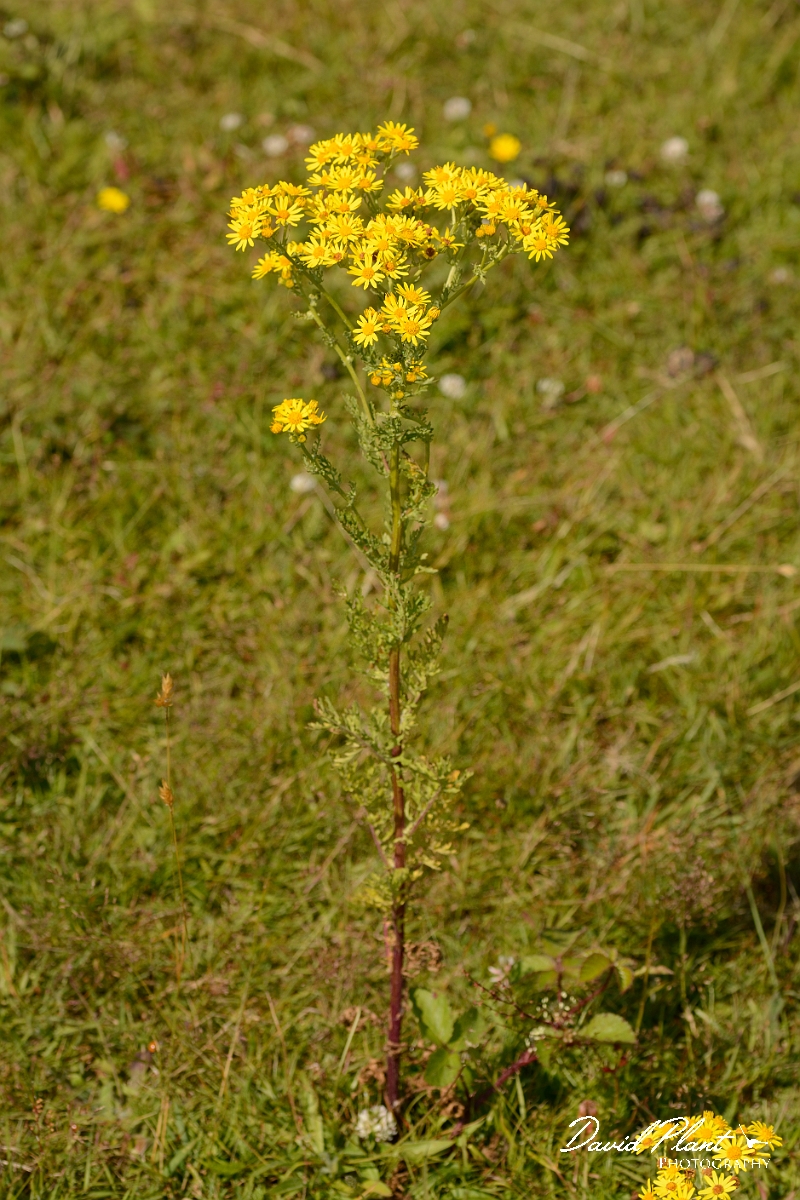 David Plant Photography - Wildlife Photography - Common ragwort - A.jpg - Common ragwort - Dorset