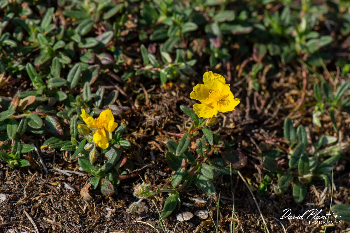 David Plant Photography - Wildlife Photography - Common rock-rose - C.JPG - Common rock-rose - Lancashire