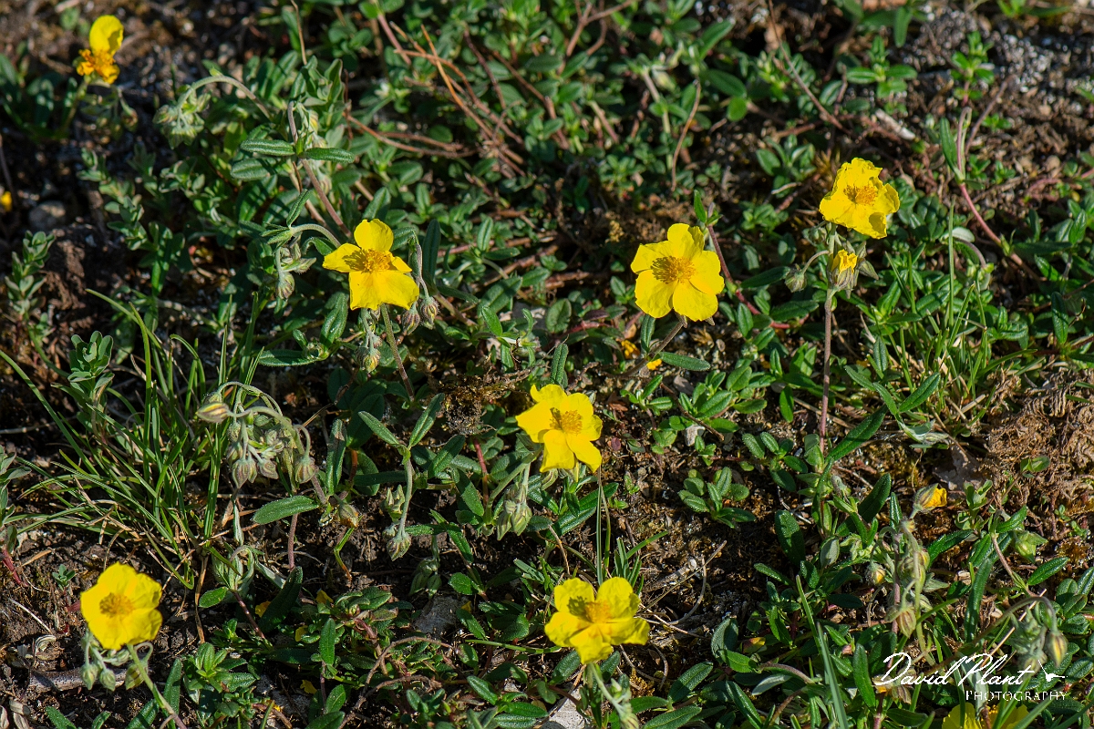 David Plant Photography - Wildlife Photography - Common rock-rose - D.JPG - Common rock-rose - Lancashire