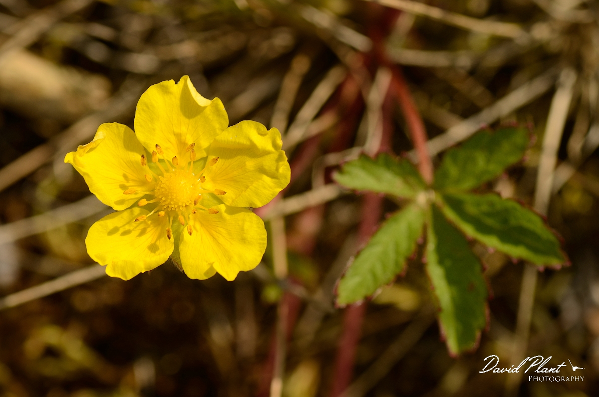 David Plant Photography - Wildlife Photography - Creeping cinquefoil - A.jpg - Creeping cinquefoil - Norfolk