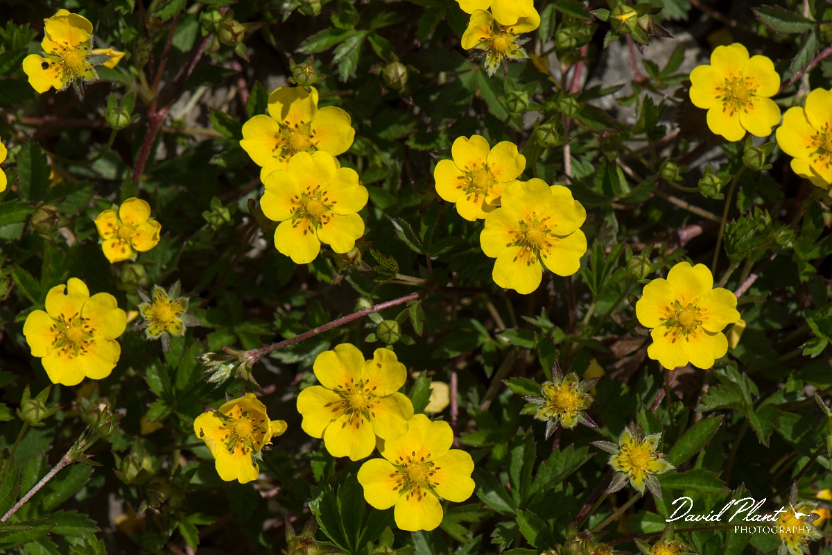 David Plant Photography - Wildlife Photography - Creeping cinquefoil - B.jpg - Creeping cinquefoil - Anglesey
