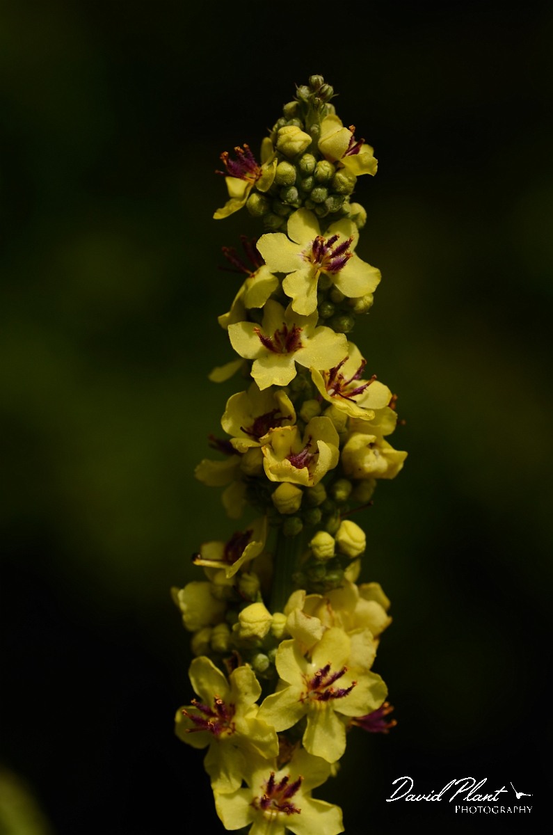 David Plant Photography - Wildlife Photography - Dark mullein - A.jpg - Dark mullein - Cambridgeshire