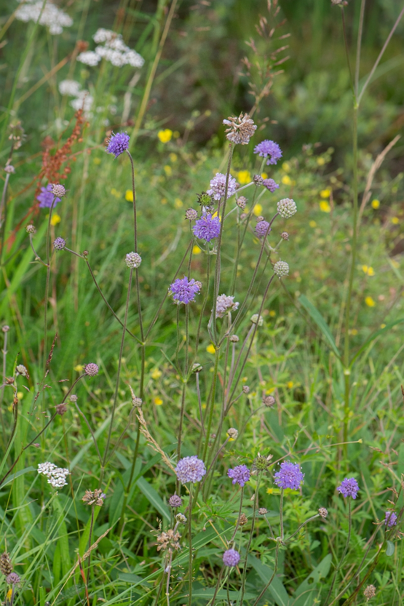 David Plant Photography - Wildlife Photography - Devil's-bit scabious - C.JPG - Devil's-bit scabious - Highlands