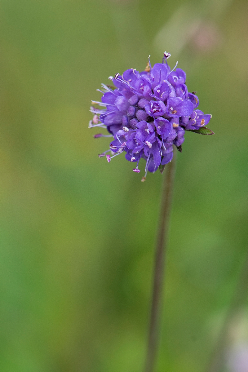 David Plant Photography - Wildlife Photography - Devil's-bit scabious - D.JPG - Devil's-bit scabious - Highlands