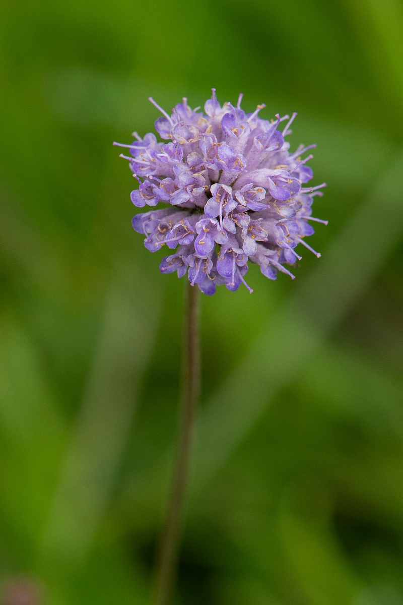 David Plant Photography - Wildlife Photography - Devil's-bit scabious - E.JPG - Devil's-bit scabious - Highlands