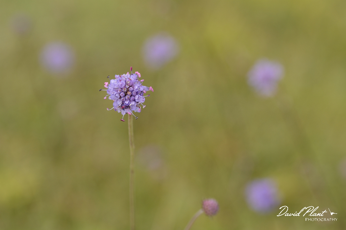David Plant Photography - Wildlife Photography - Devil's-bit scabious flower - B.jpg - Devil's-bit scabious - Bedfordshire