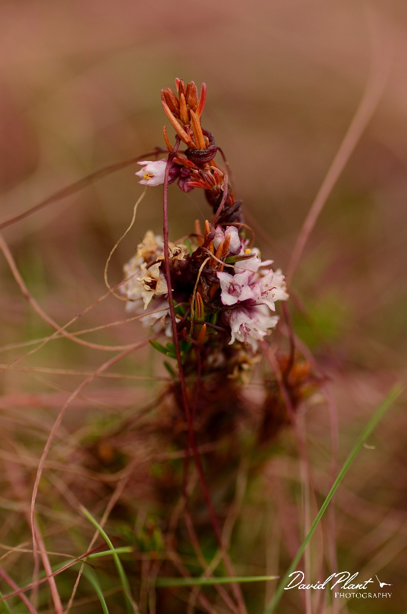 David Plant Photography - Wildlife Photography - Dodder - A.jpg - Dodder flowers and stems - Dorset