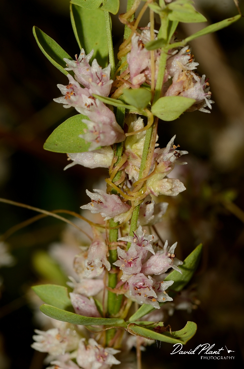 David Plant Photography - Wildlife Photography - Dodder - B.jpg - Dodder flowers - Cotswolds