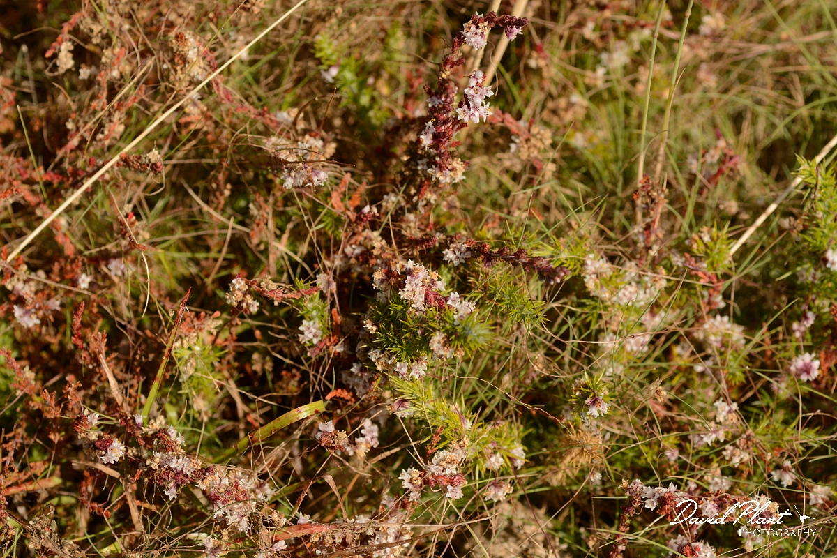 David Plant Photography - Wildlife Photography - Dodder - C.jpg - Dodder - Dorset