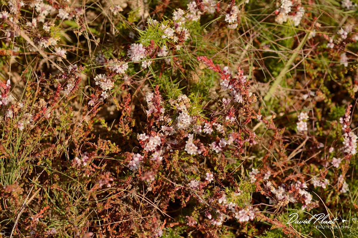 David Plant Photography - Wildlife Photography - Dodder - D.jpg - Dodder - Dorset
