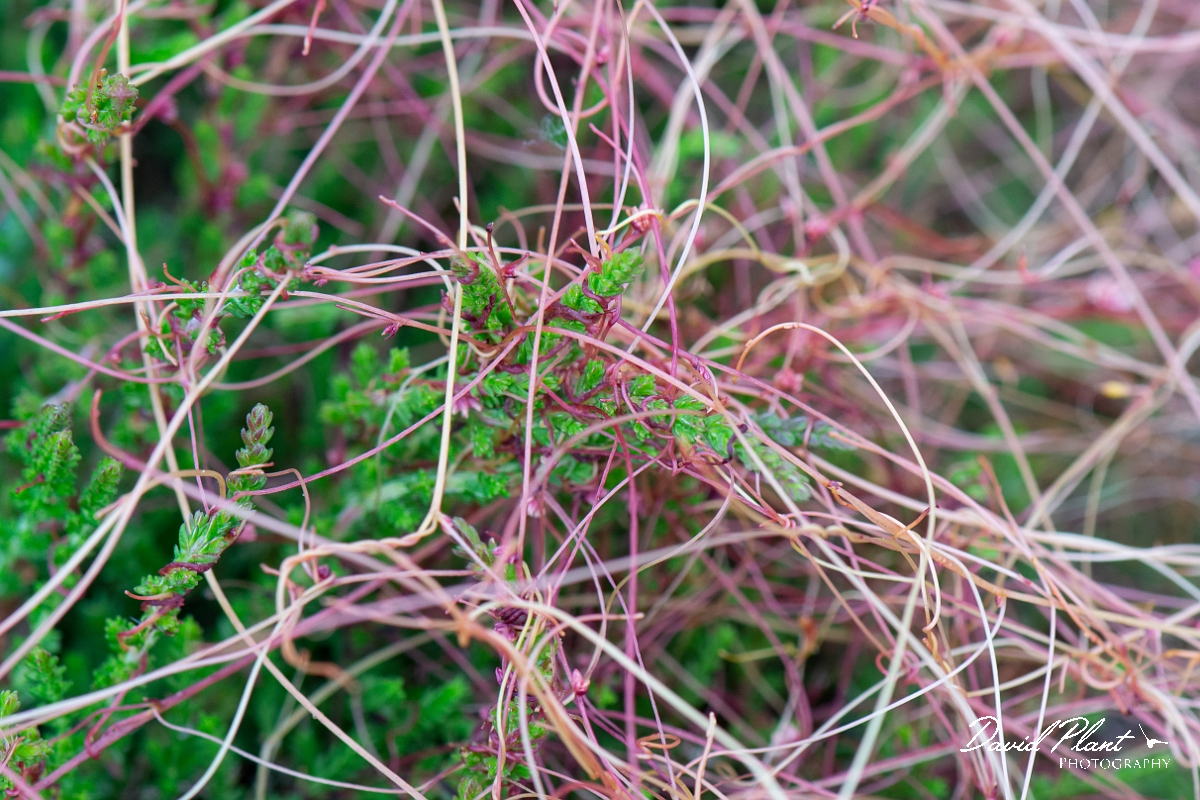 David Plant Photography - Wildlife Photography - Dodder - E.jpg - Dodder - Dorset