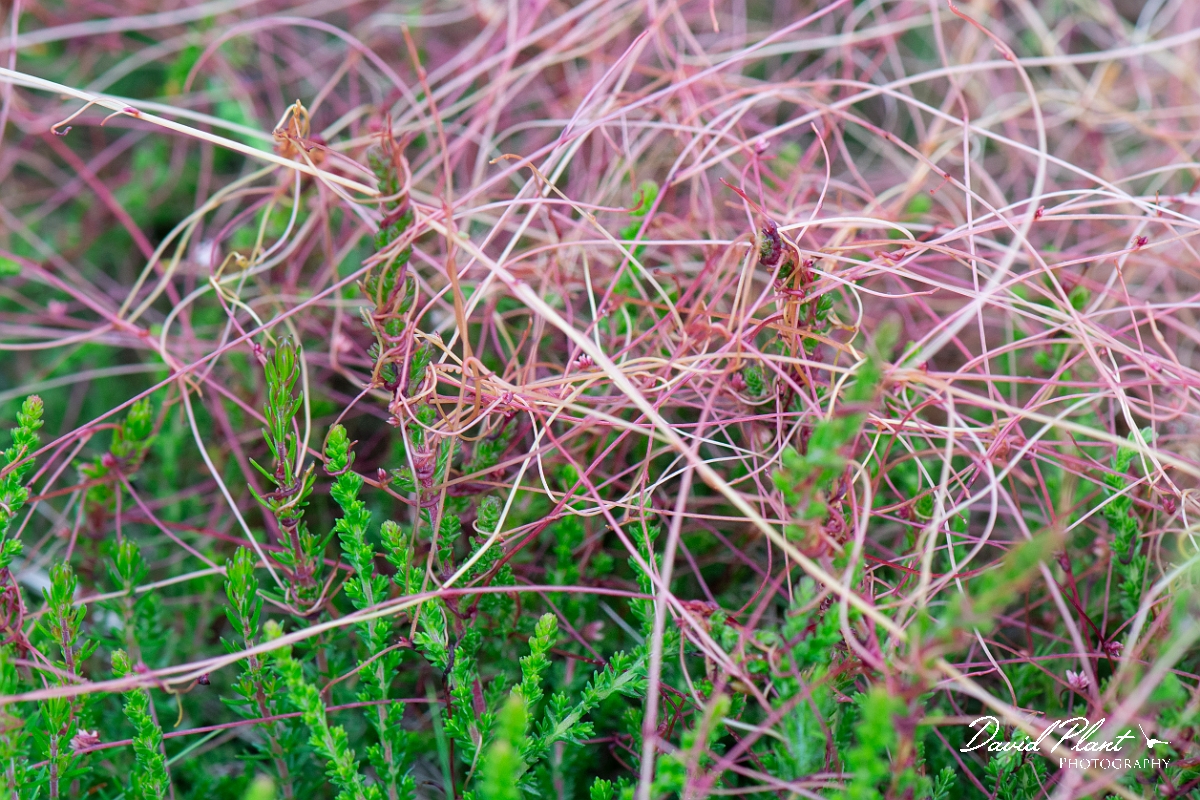 David Plant Photography - Wildlife Photography - Dodder - F.jpg - Dodder - Dorset