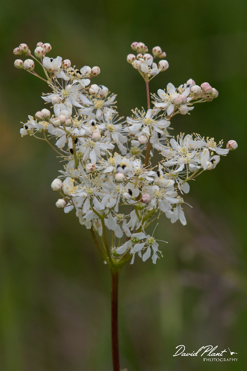 David Plant Photography - Wildlife Photography - Dropwort - A.jpg - Dropwort - Cambridgeshire