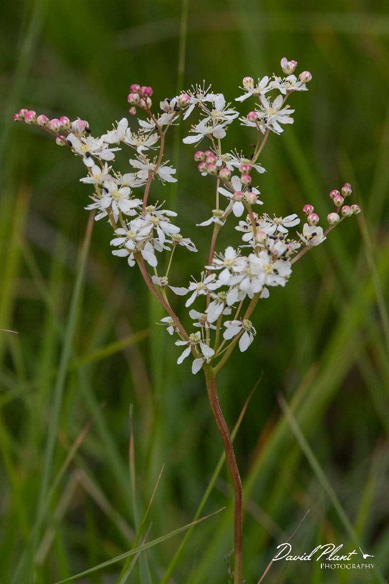 David Plant Photography - Wildlife Photography - Dropwort - B.jpg - Dropwort - Cambridgeshire