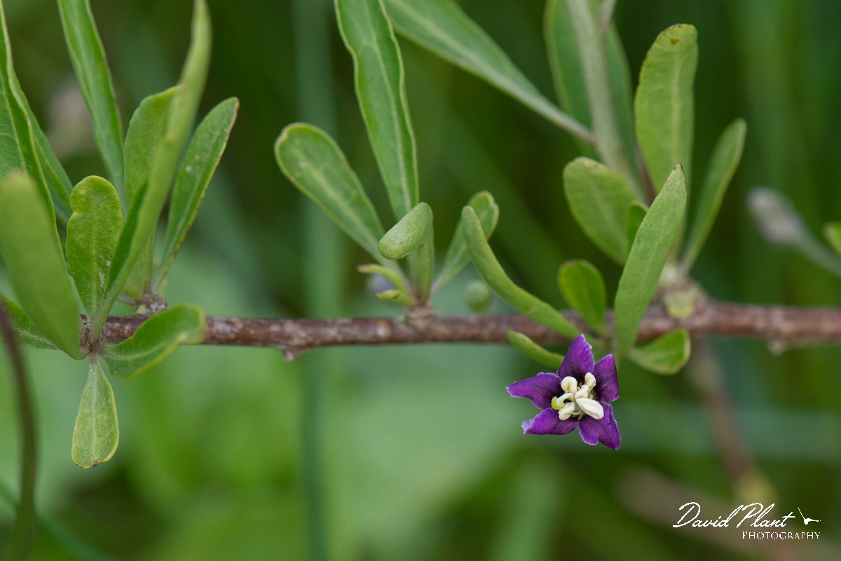 David Plant Photography - Wildlife Photography - Duke of Argyll's teaplant - A.JPG - Duke of Argyll's teaplant - Suffolk