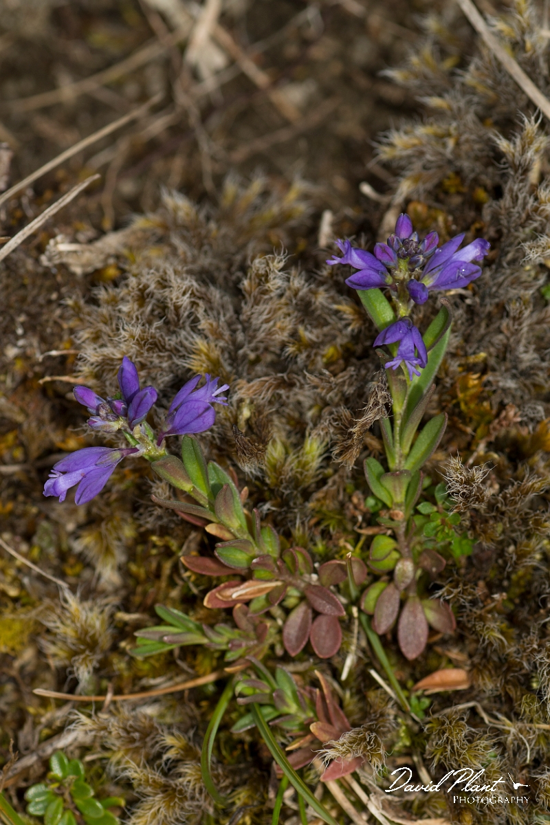 David Plant Photography - Wildlife Photography - Dwarf milkwort - A.jpg - Dwarf milkwort - County Durham