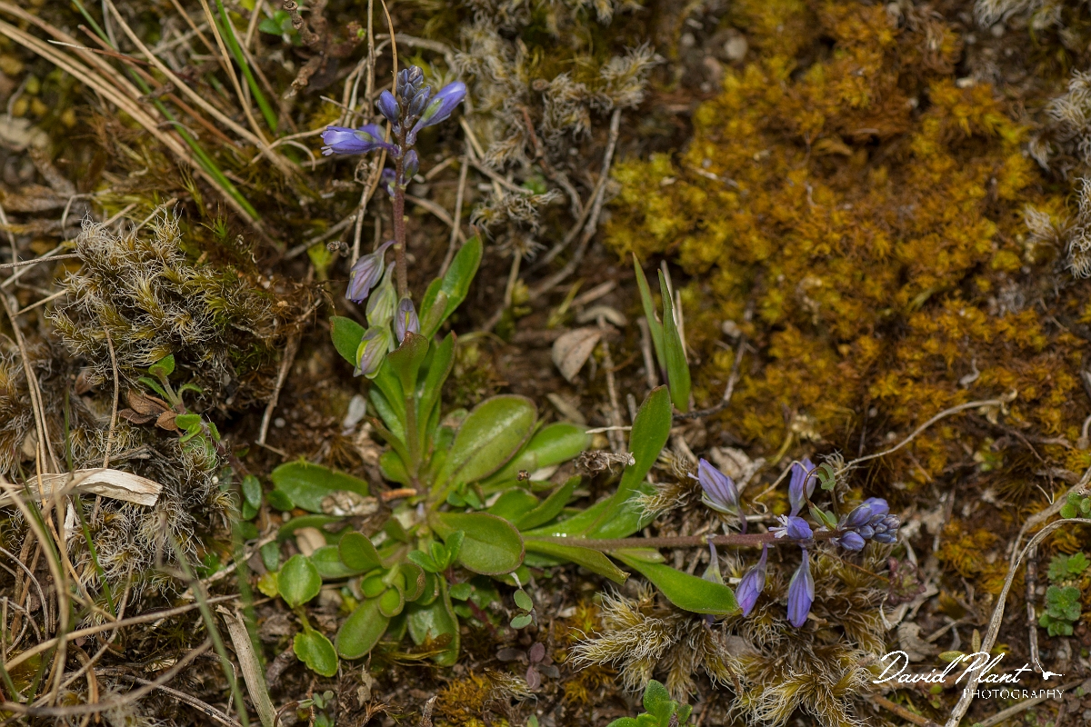 David Plant Photography - Wildlife Photography - Dwarf milkwort - B.jpg - Dwarf milkwort - County Durham