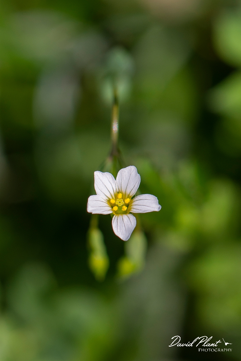 David Plant Photography - Wildlife Photography - Fairy flax - A.JPG - Fairy flax - Somerset