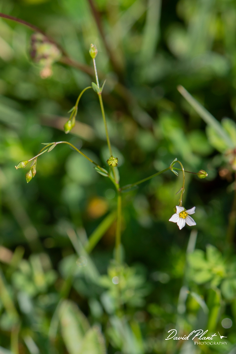 David Plant Photography - Wildlife Photography - Fairy flax - B.JPG - Fairy flax - Somerset