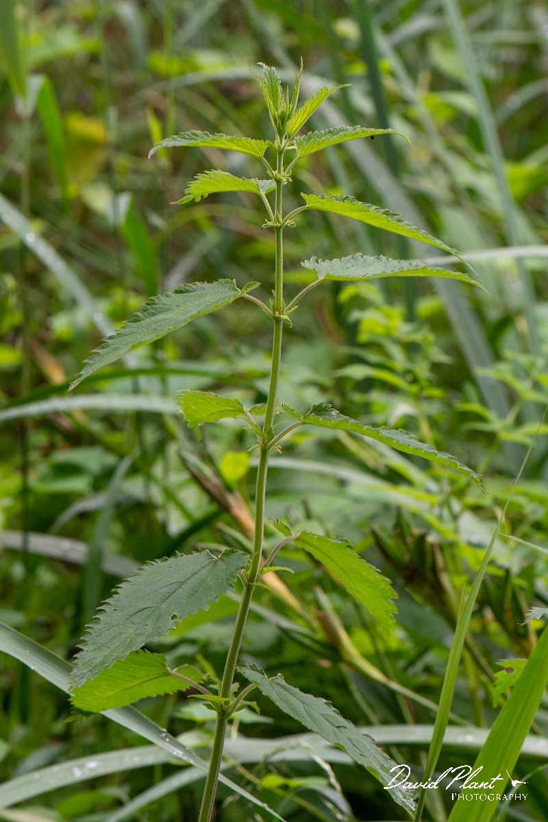 David Plant Photography - Wildlife Photography - Fen nettle, Urtica dioica galeopsifolia - A.JPG - Fen nettle, Urtica dioica galeopsifolia - Norfolk
