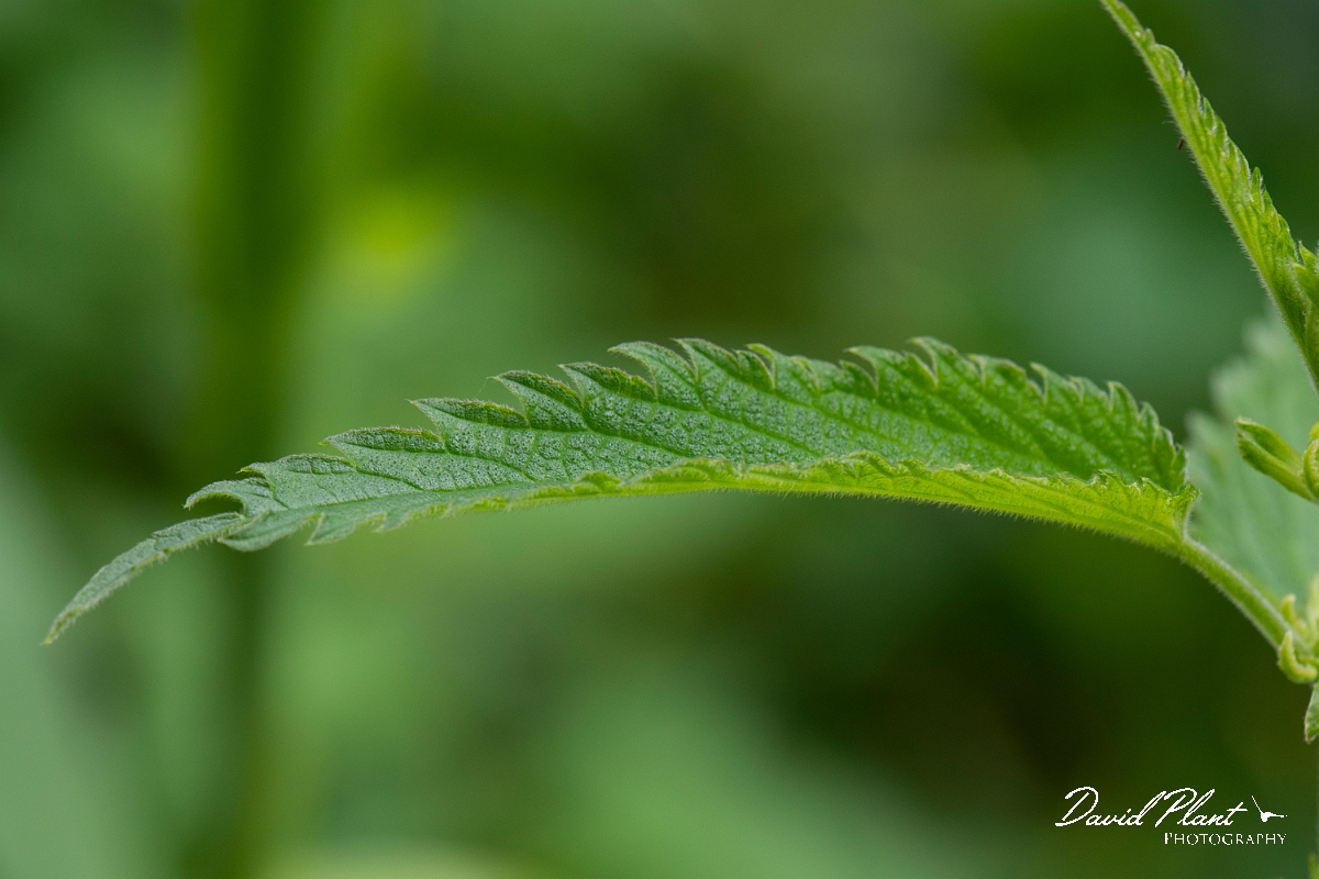 David Plant Photography - Wildlife Photography - Fen nettle, Urtica dioica galeopsifolia - B.JPG - Fen nettle, Urtica dioica galeopsifolia - Norfolk