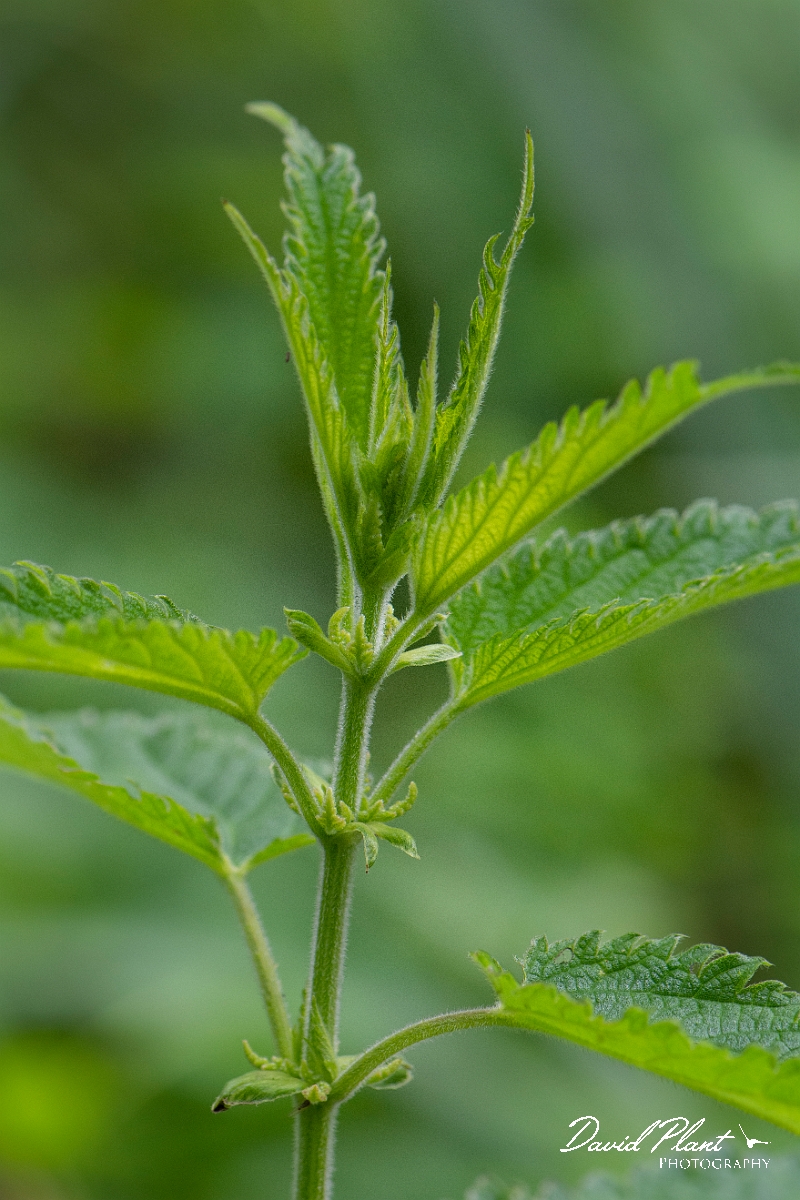 David Plant Photography - Wildlife Photography - Fen nettle, Urtica dioica galeopsifolia - C.JPG - Fen nettle, Urtica dioica galeopsifolia - Norfolk