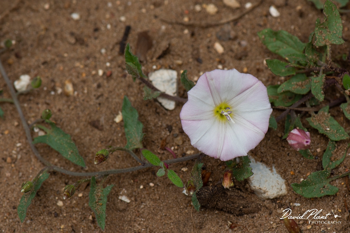 David Plant Photography - Wildlife Photography - Field bindweed - A.JPG - Field bindweed - Suffolk