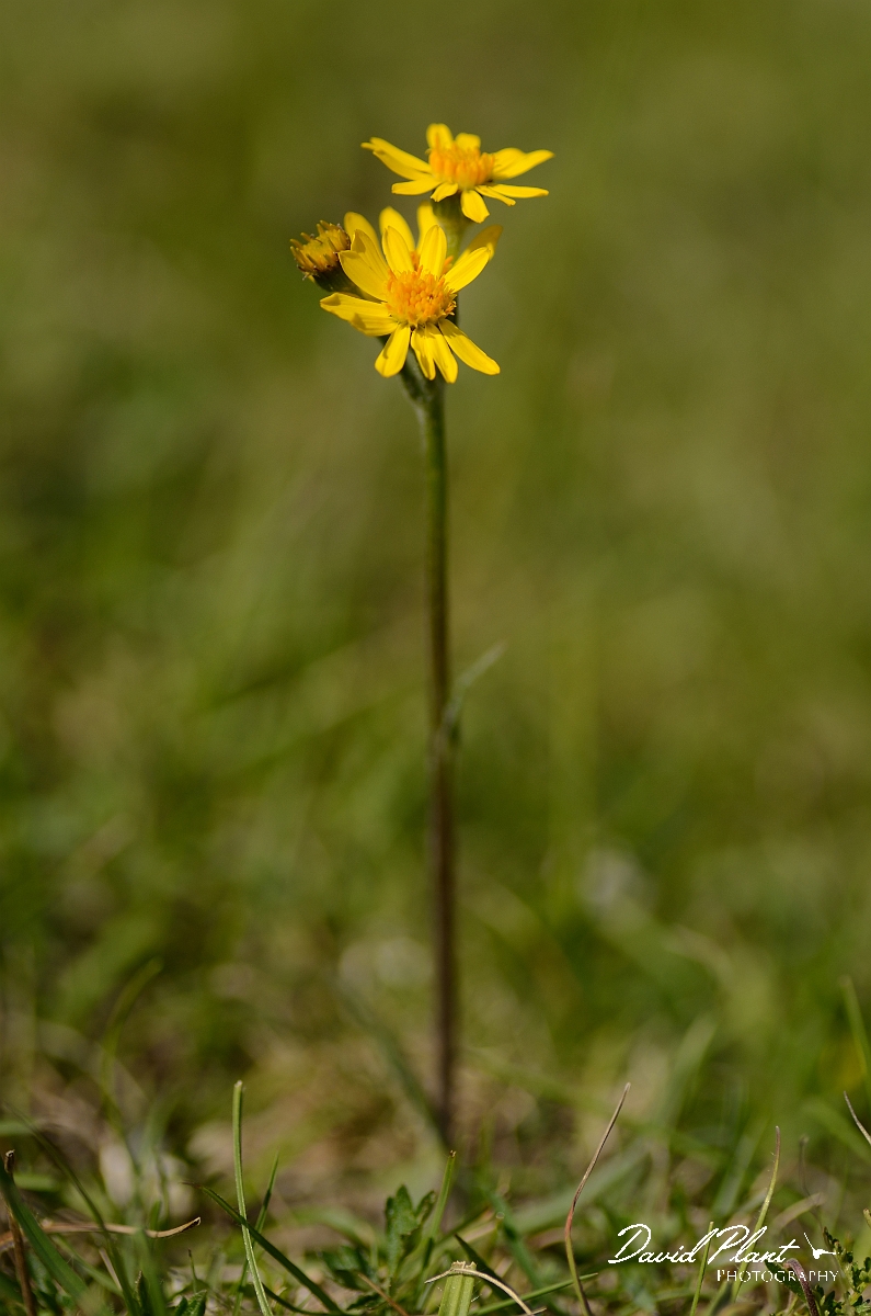 David Plant Photography - Wildlife Photography - Field fleawort - A.jpg - Field fleawort - Bedfordshire