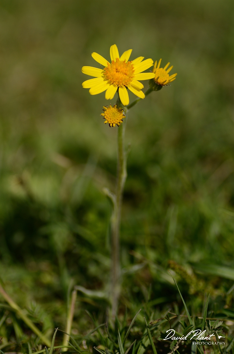 David Plant Photography - Wildlife Photography - Field fleawort - B.jpg - Field fleawort - Bedfordshire