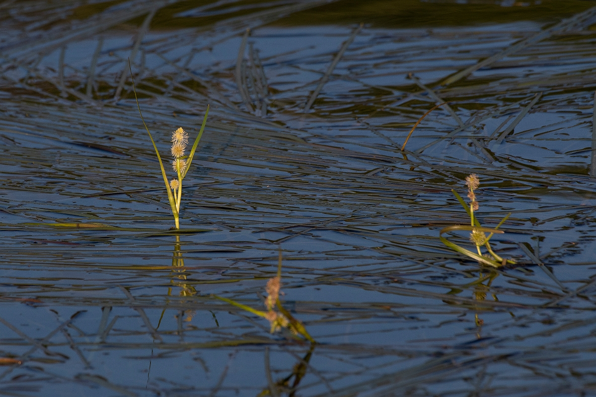 David Plant Photography - Wildlife Photography - Floating bur-reed - C.JPG - Floating bur-reed - Highlands