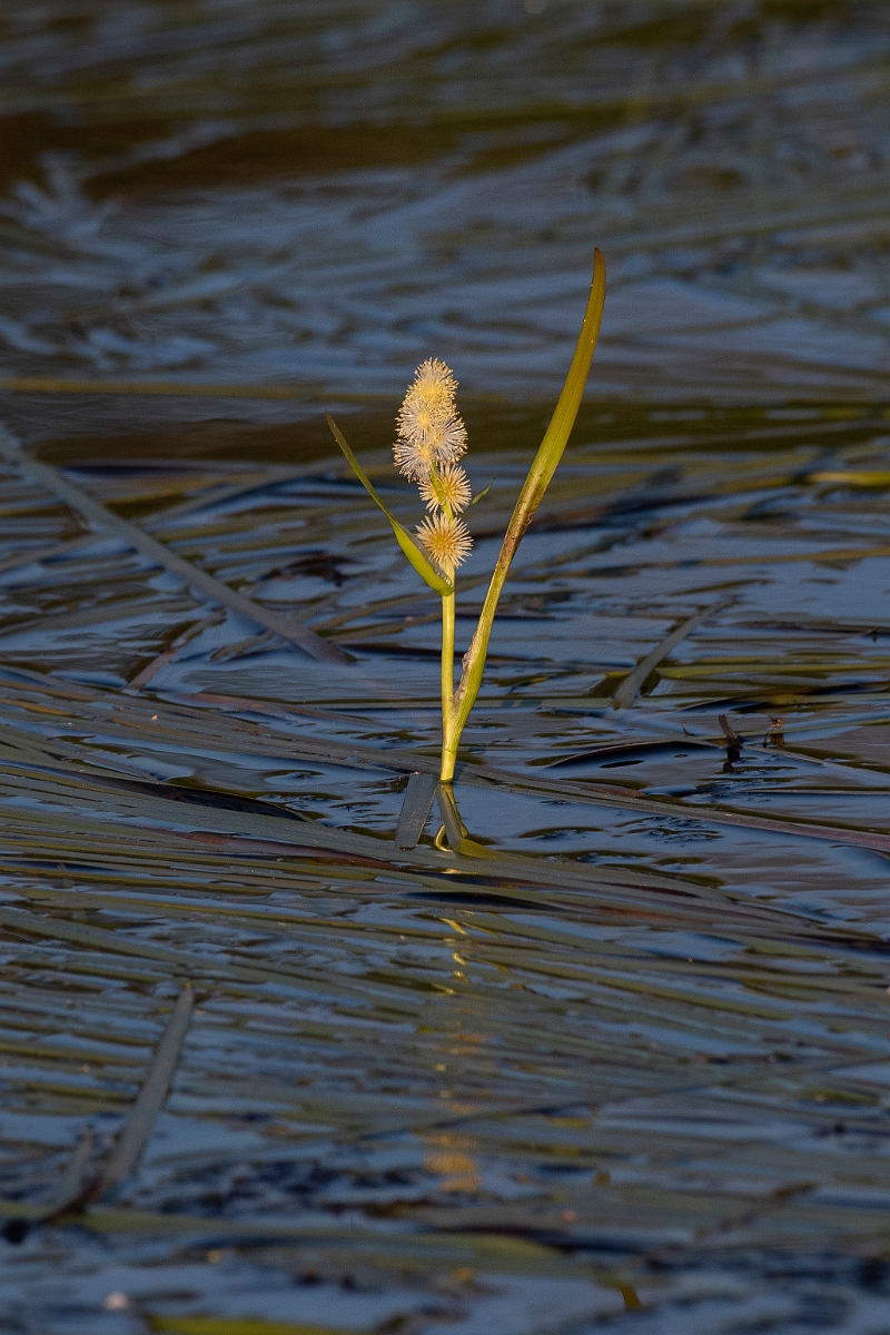 David Plant Photography - Wildlife Photography - Floating bur-reed - D.JPG - Floating bur-reed - Highlands