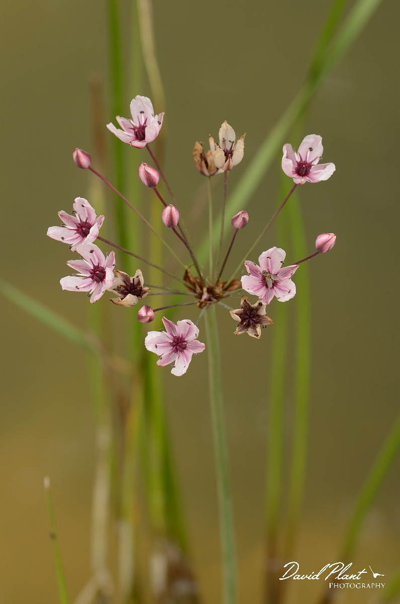 David Plant Photography - Wildlife Photography - Flowering rush - A.jpg - Flowering rush - Cmabridgeshire