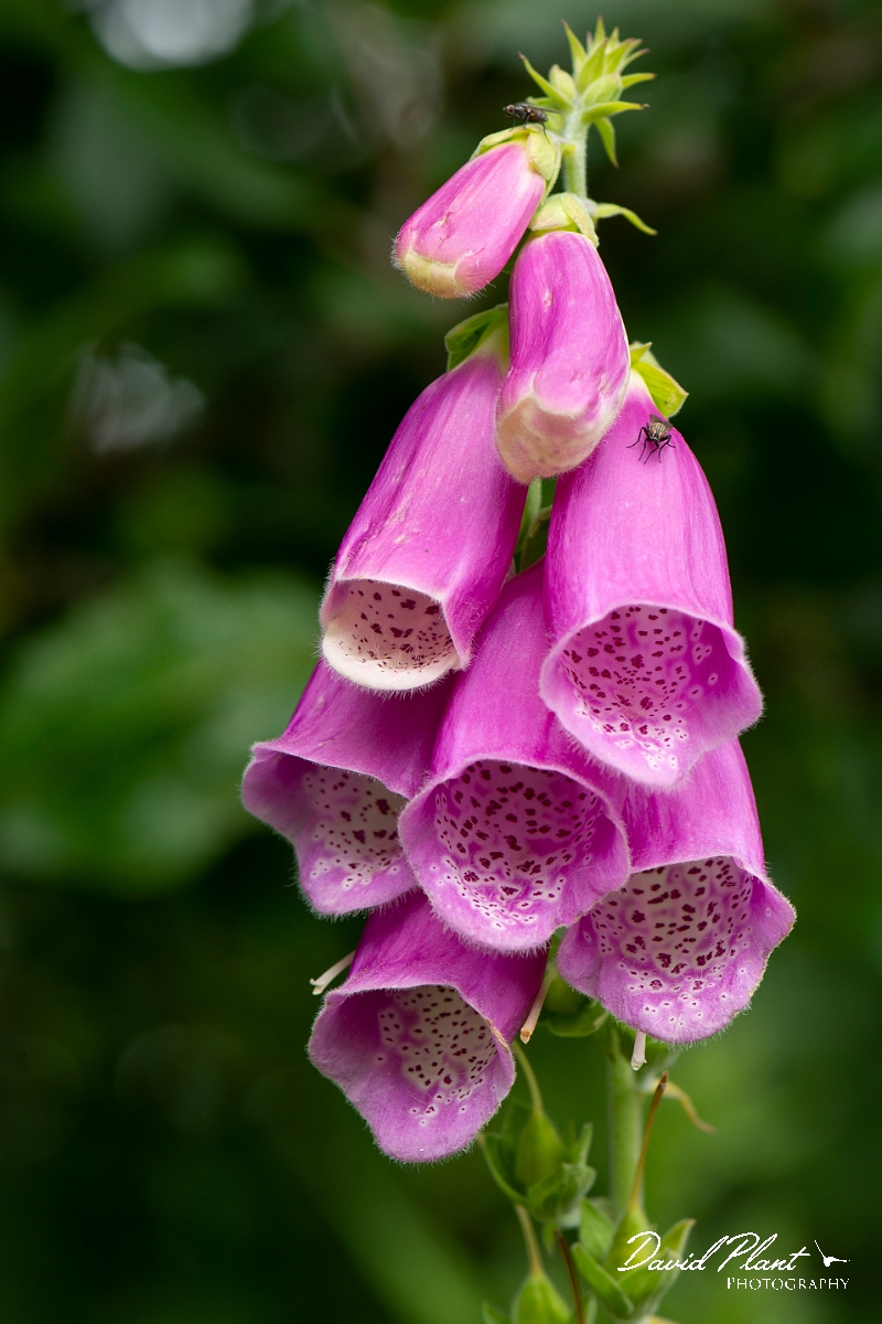 David Plant Photography - Wildlife Photography - Foxglove - B.jpg - Foxglove - Cotswolds