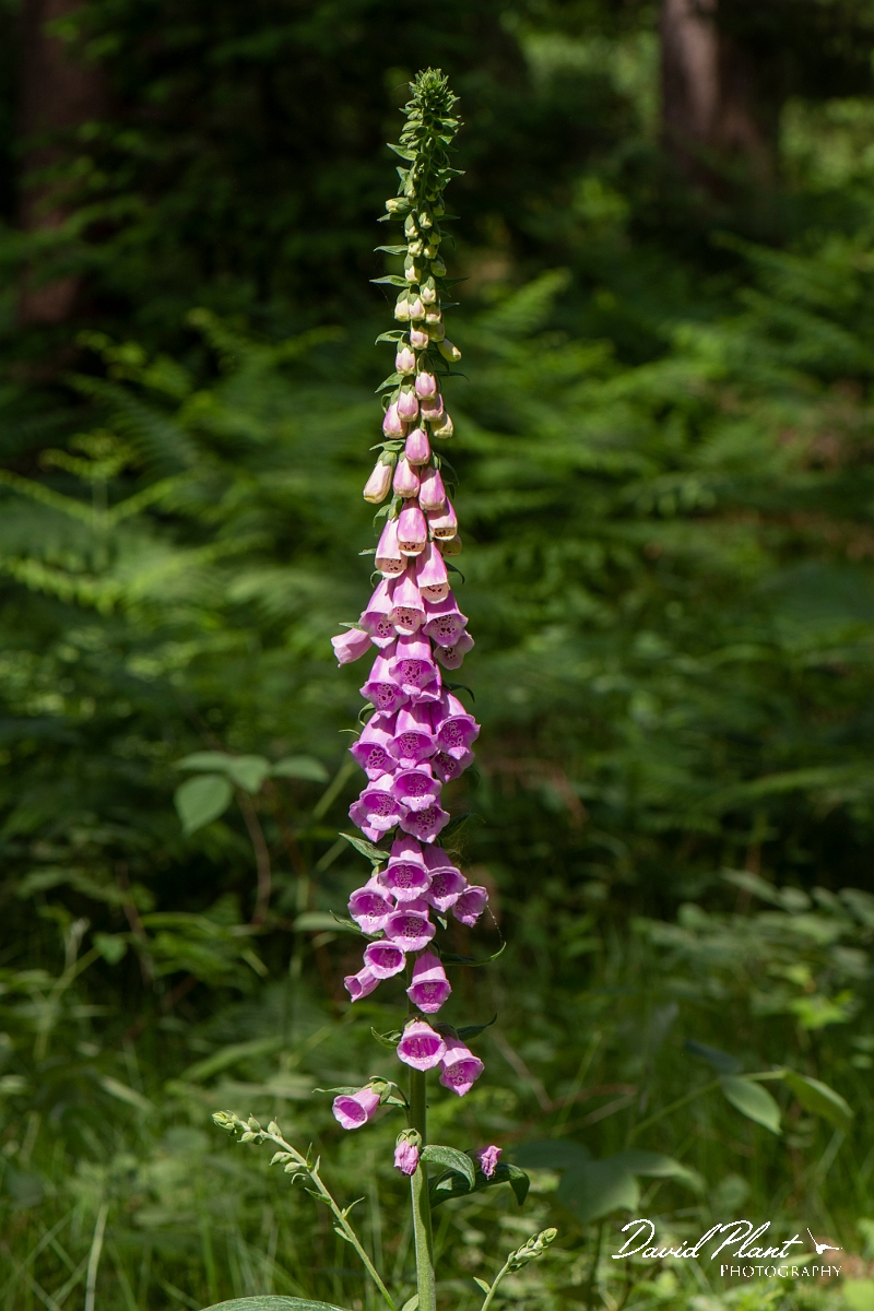 David Plant Photography - Wildlife Photography - Foxglove - C.JPG - Foxglove - Suffolk