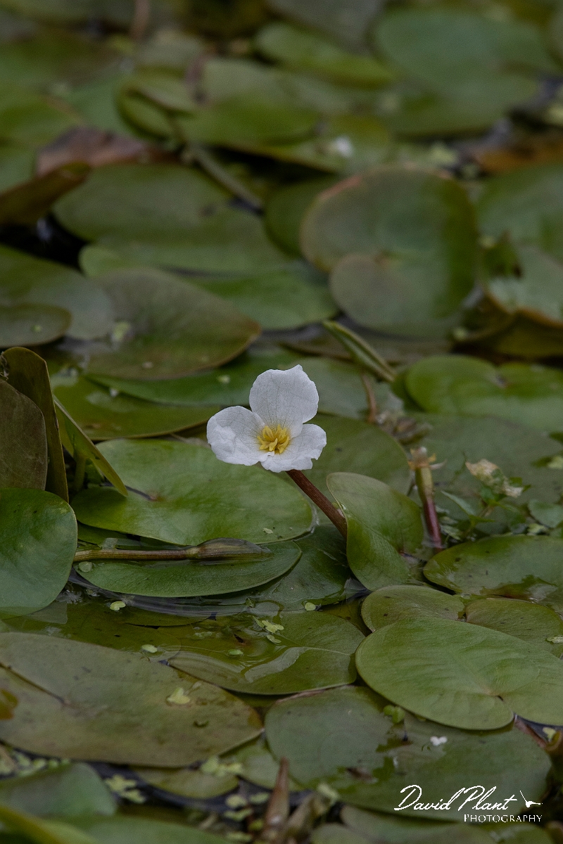 David Plant Photography - Wildlife Photography - Frogbit - B.JPG - Frogbit - Cambridgeshire