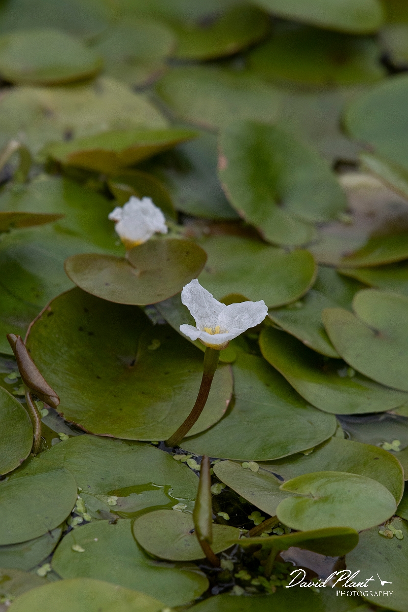 David Plant Photography - Wildlife Photography - Frogbit - C.JPG - Frogbit - Cambridgeshire