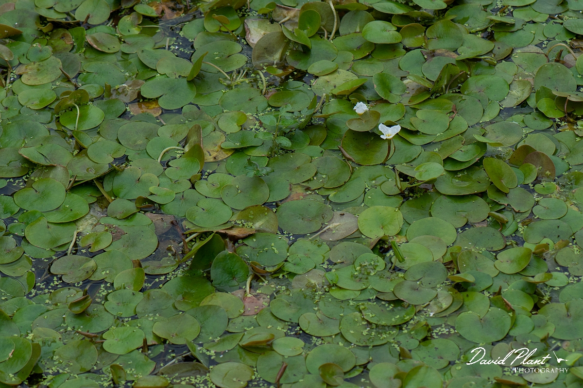 David Plant Photography - Wildlife Photography - Frogbit - D.JPG - Frogbit - Cambridgeshire