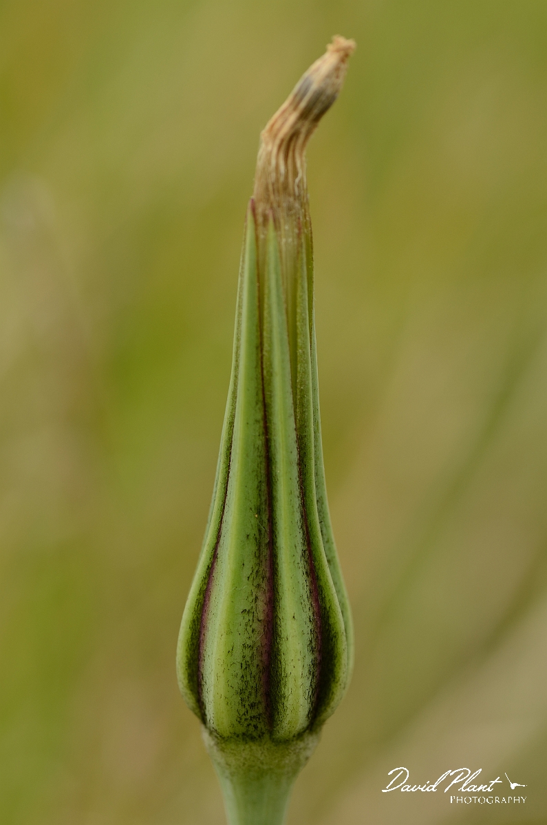 David Plant Photography - Wildlife Photography - Goatsbeard - A.jpg - Goatsbeard - Cambridgeshire