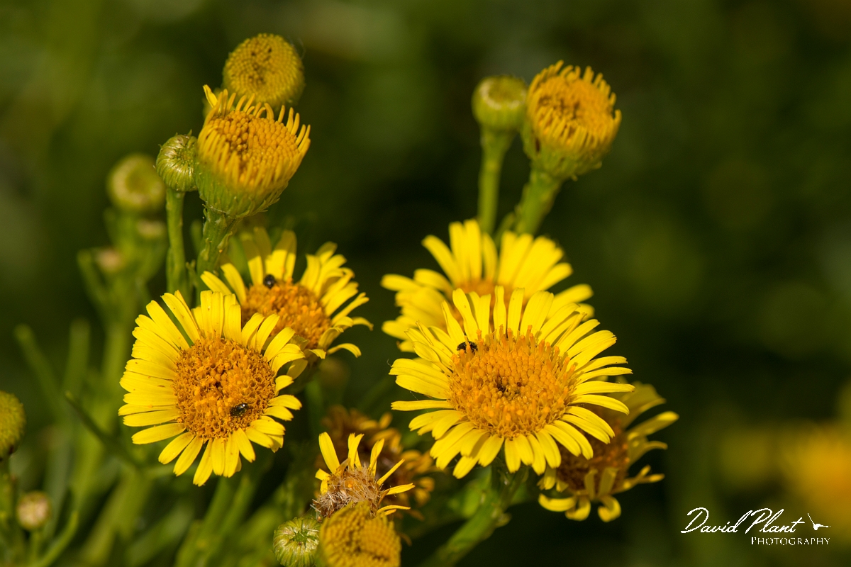 David Plant Photography - Wildlife Photography - Golden samphire - A.jpg - Golden samphire - Kent