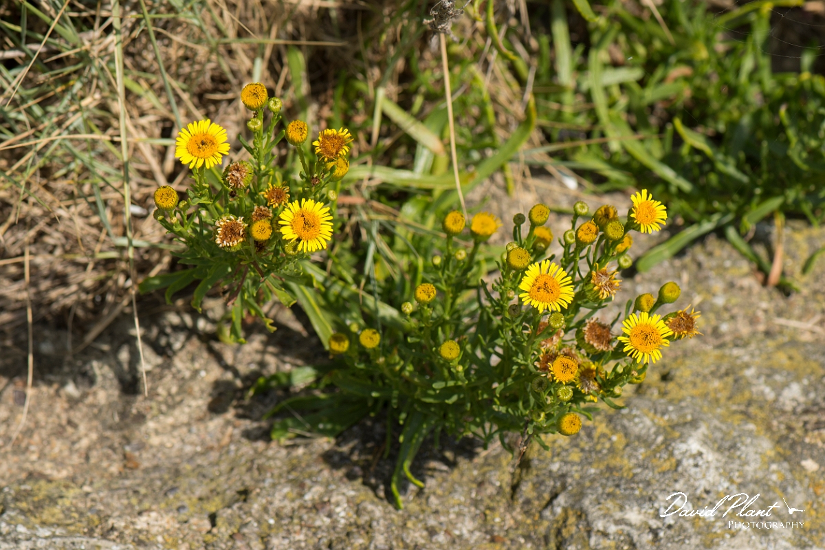 David Plant Photography - Wildlife Photography - Golden samphire - B.jpg - Golden samphire - Kent