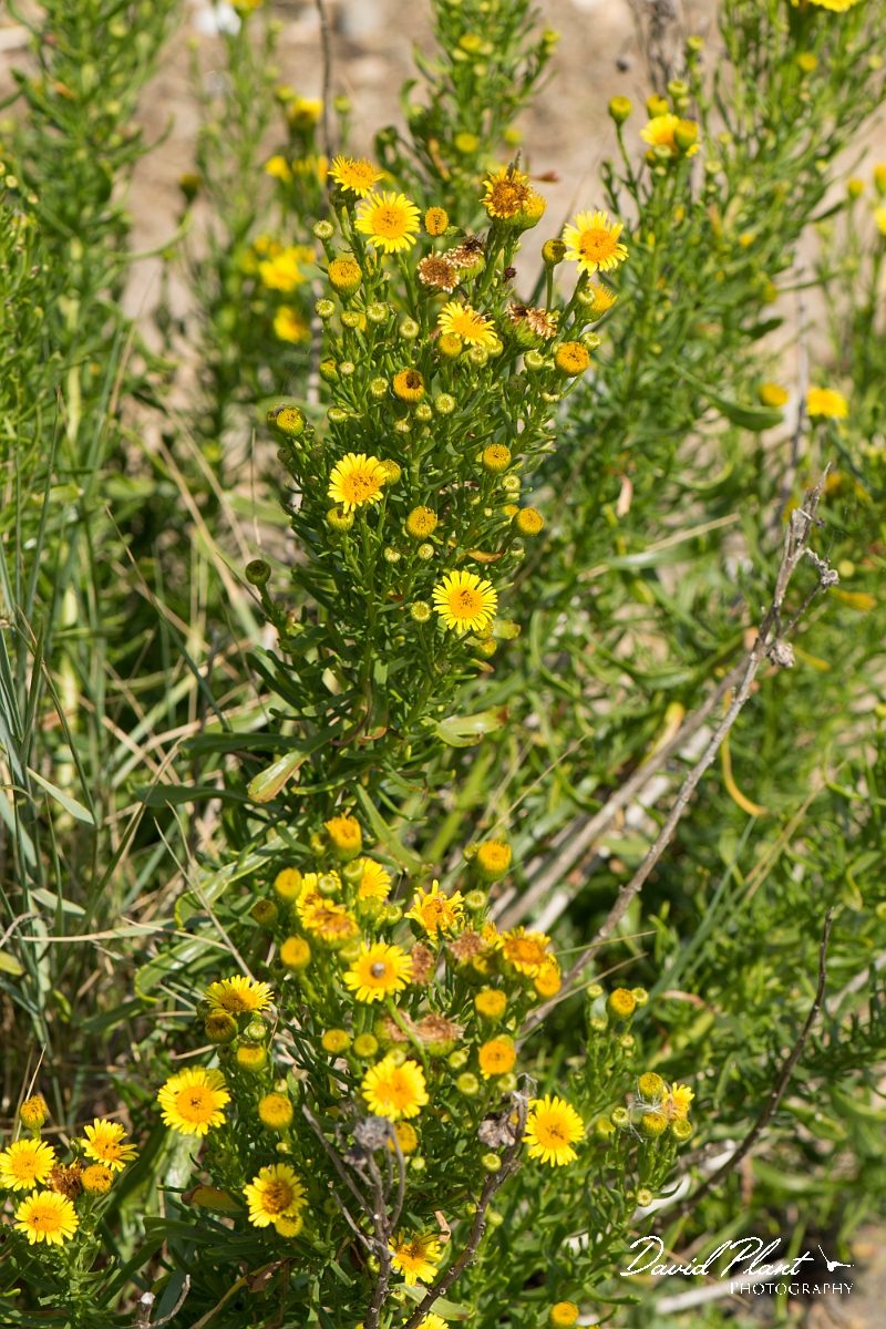 David Plant Photography - Wildlife Photography - Golden samphire - C.jpg - Golden samphire - Kent