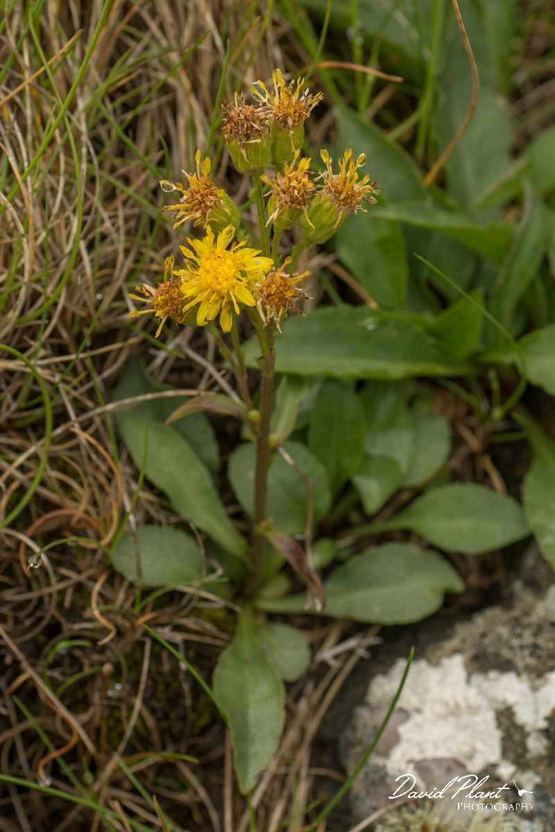 David Plant Photography - Wildlife Photography - Goldenrod - A.jpg - Goldenrod - Sutherland