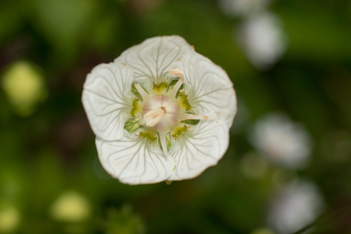 David Plant Photography - Wildlife Photography - Grass of parnassus - C.jpg - Grass of Parnassus flower - Caithness