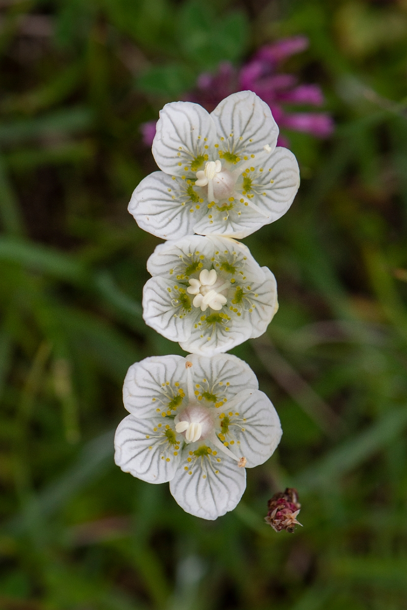 David Plant Photography - Wildlife Photography - Grass of parnassus - E.JPG - Grass of Parnassus plant - Caithness