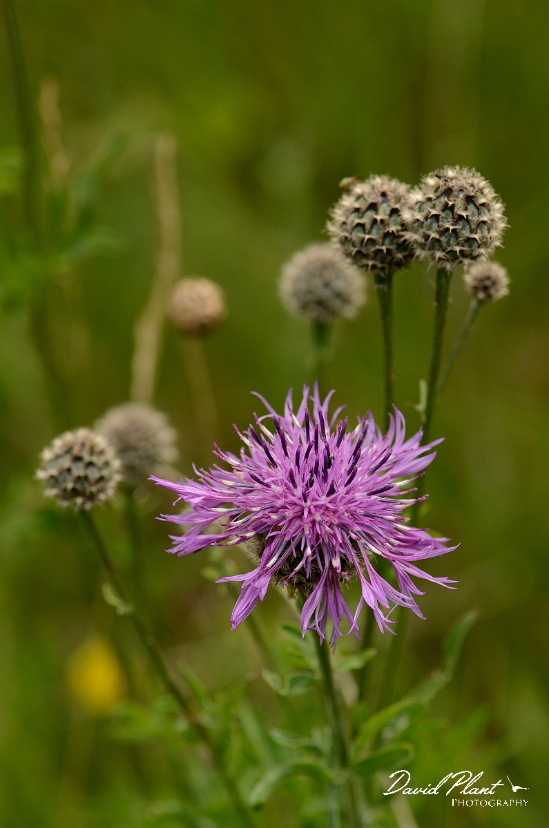 David Plant Photography - Wildlife Photography - Greater knapweed - A.jpg - Greater knapweed - Cambridgeshire