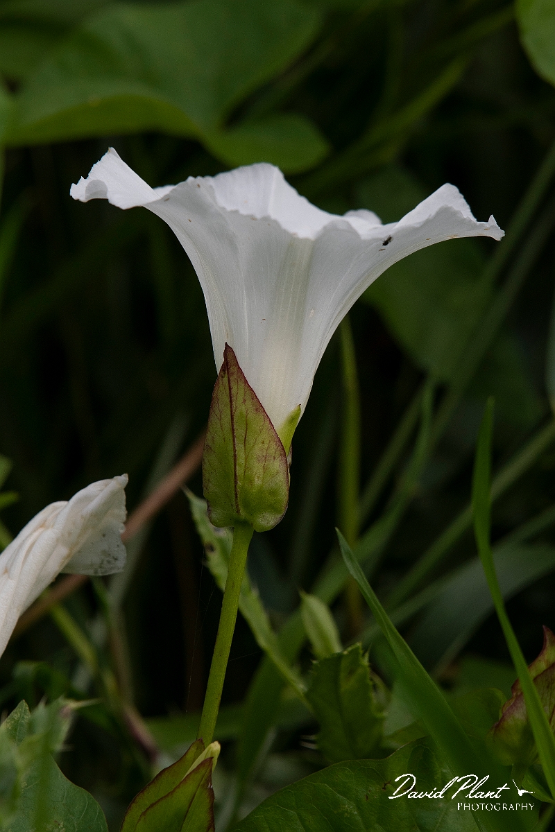 David Plant Photography - Wildlife Photography - Hedge bindweed - A.JPG - Hedge bindweed - Cambridgeshire