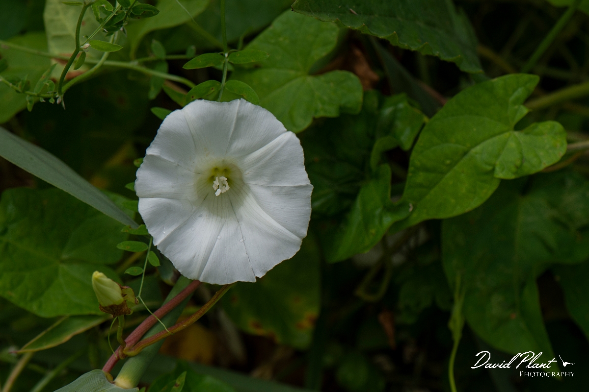 David Plant Photography - Wildlife Photography - Hedge bindweed - B.JPG - Hedge bindweed - Cambridgeshire